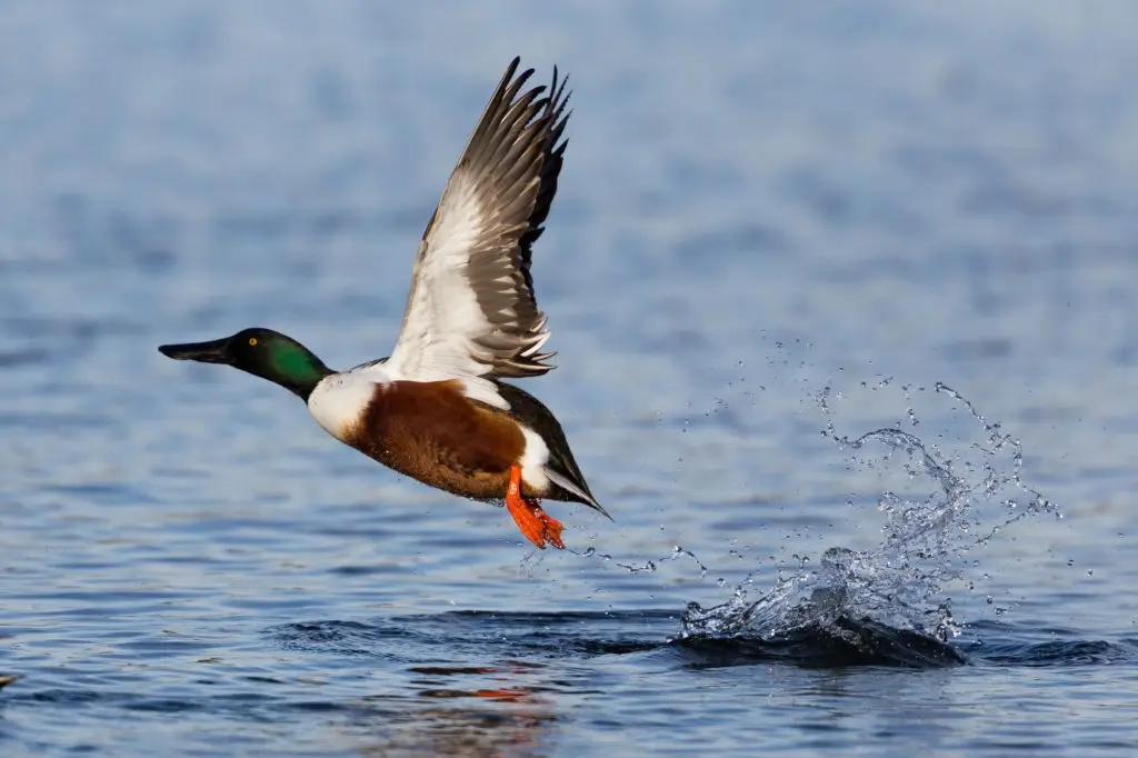 Sultanpur Bird Sanctuary