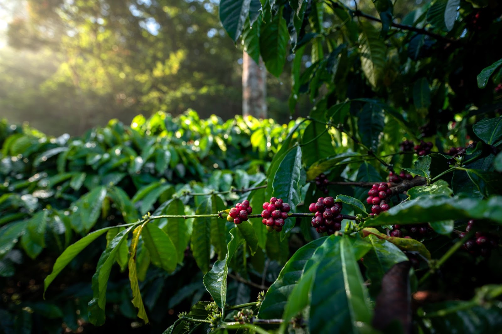Coorg Coffee Plantations
