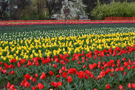 Indira Gandhi Tulip Garden