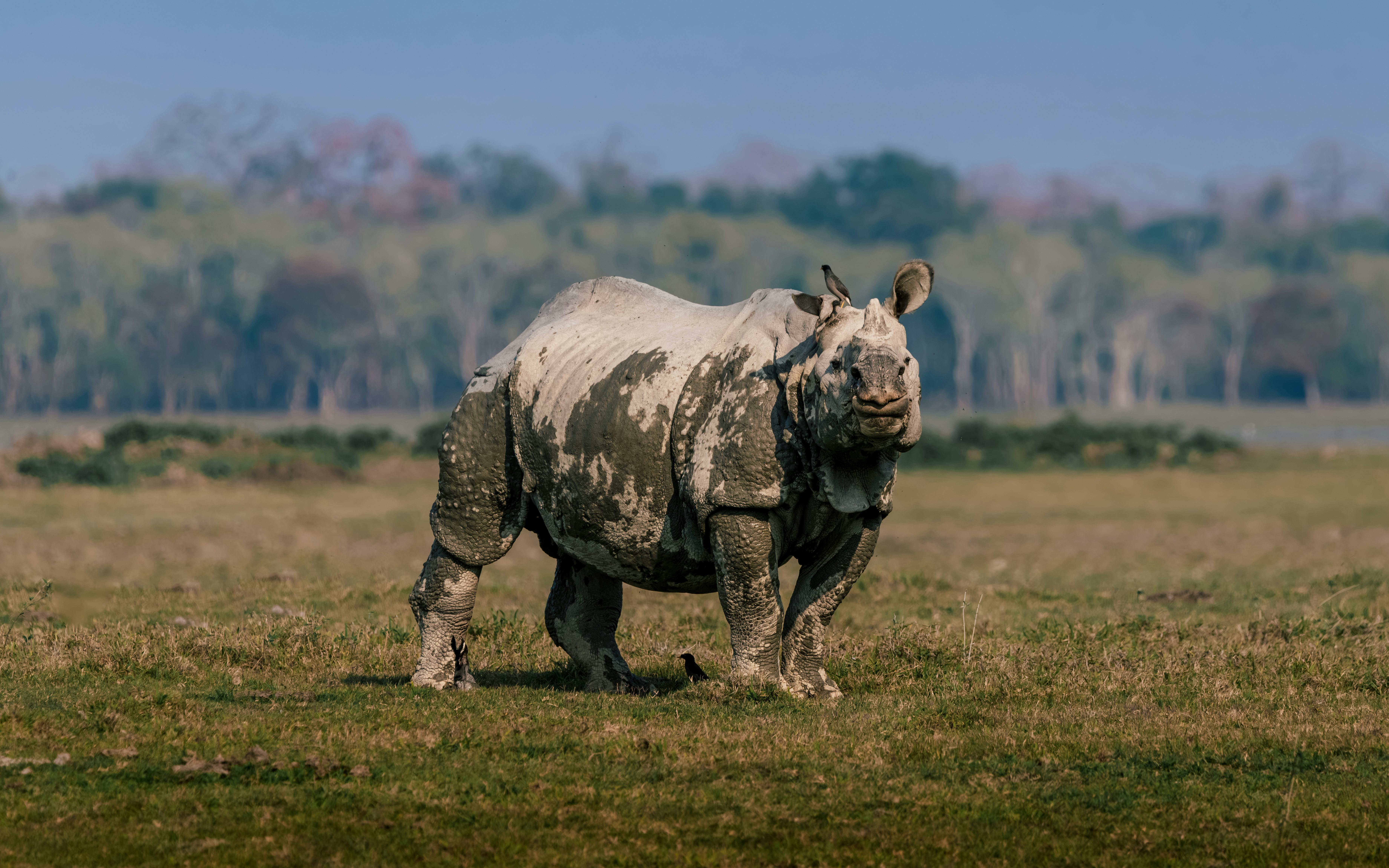 Kaziranga National Park