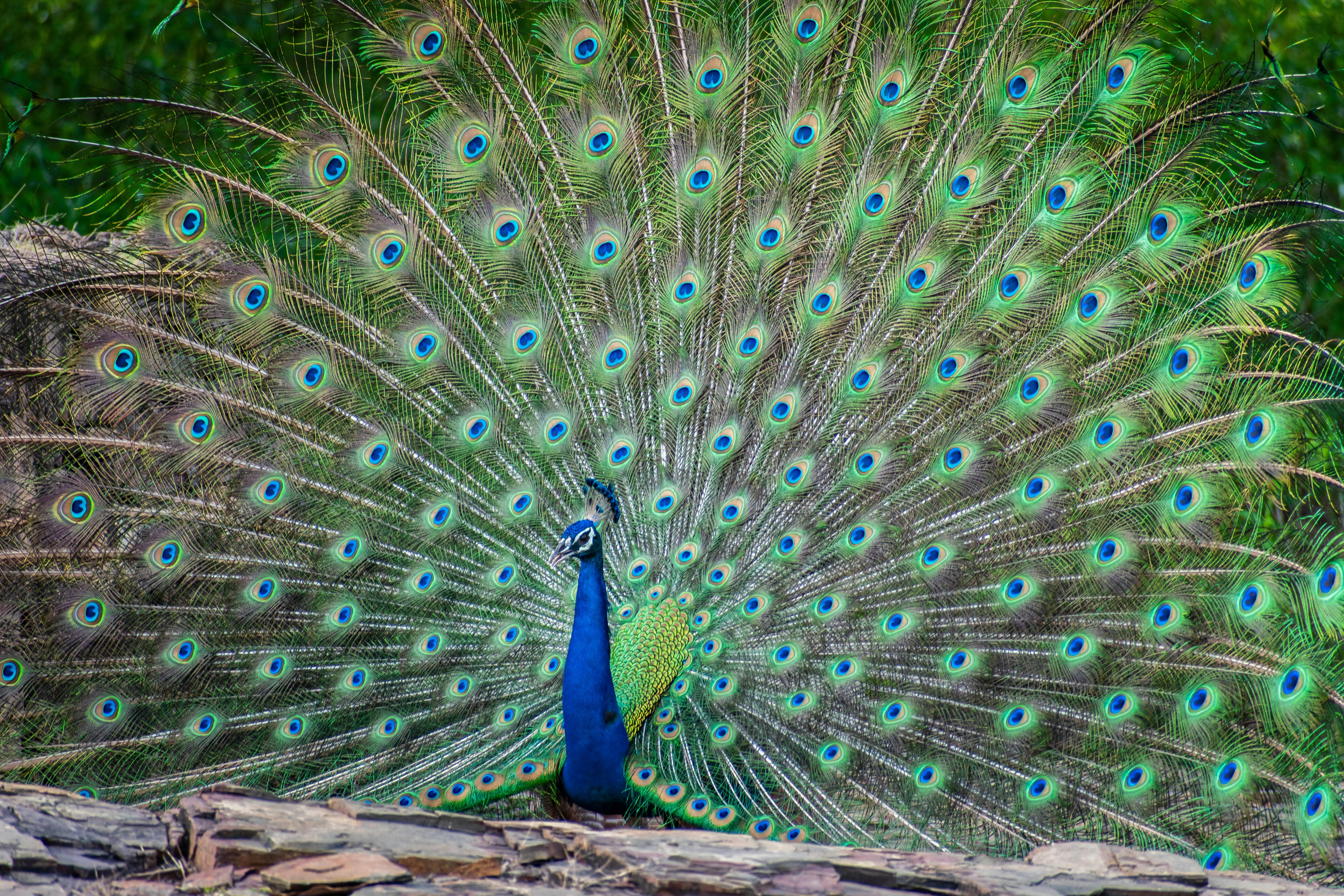 Rajasthan gallery 4