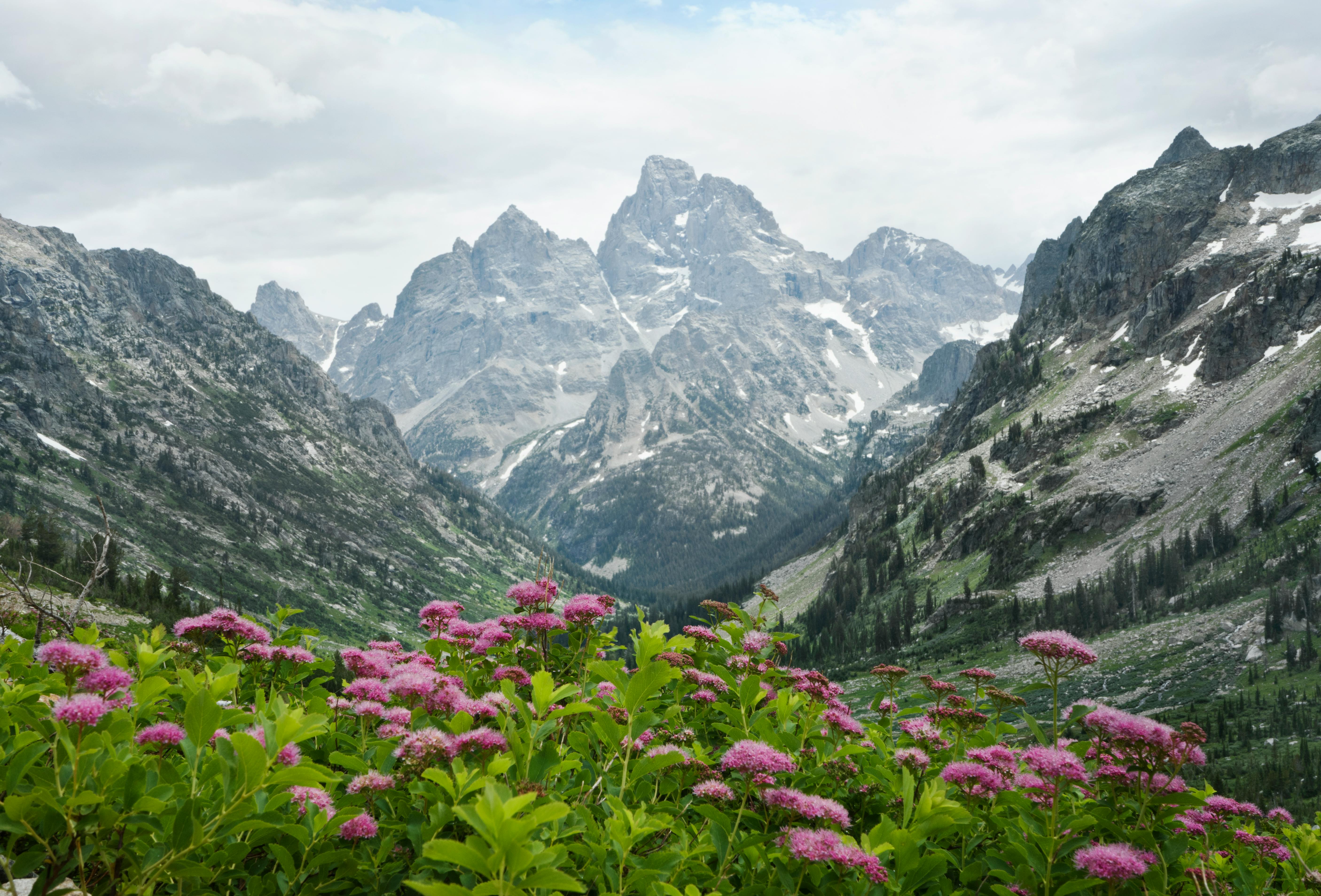 Valley of Flowers