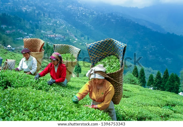 Darjeeling Tea Gardens