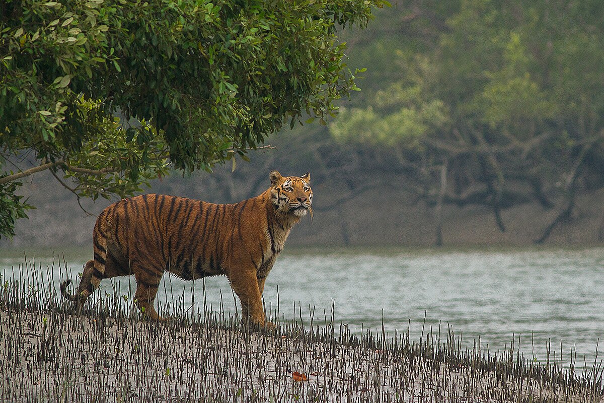 Sundarbans Mangrove Forest