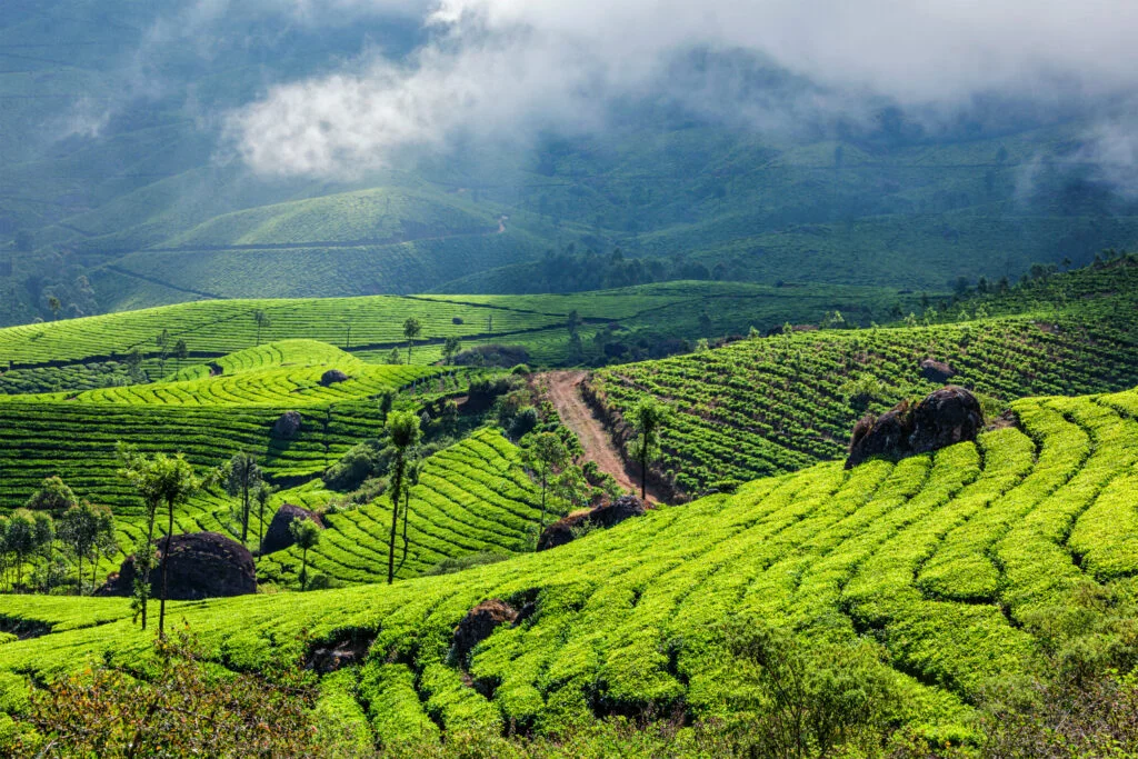 Hills to Backwaters Escape