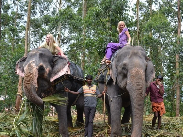 Kerala Hills, Wildlife & Backwaters gallery 3